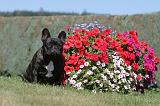 BOULEDOGUE FRANCAIS 125